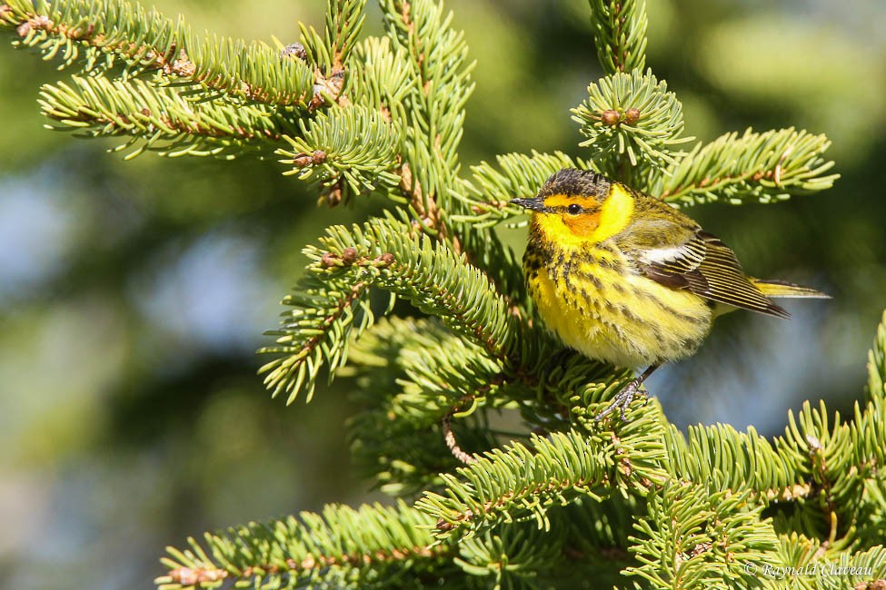 Cape May Warbler - ML101923551
