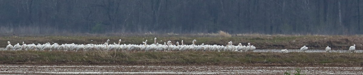 American White Pelican - ML101924301