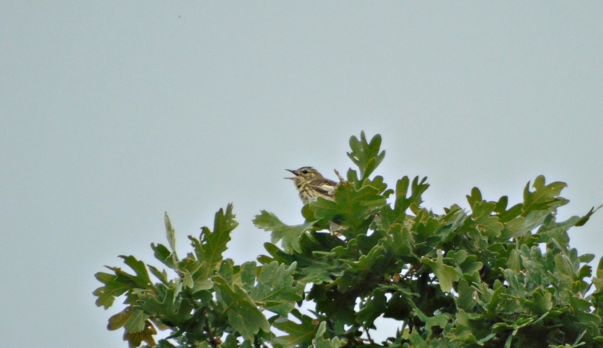 Tree Pipit - ML101924731