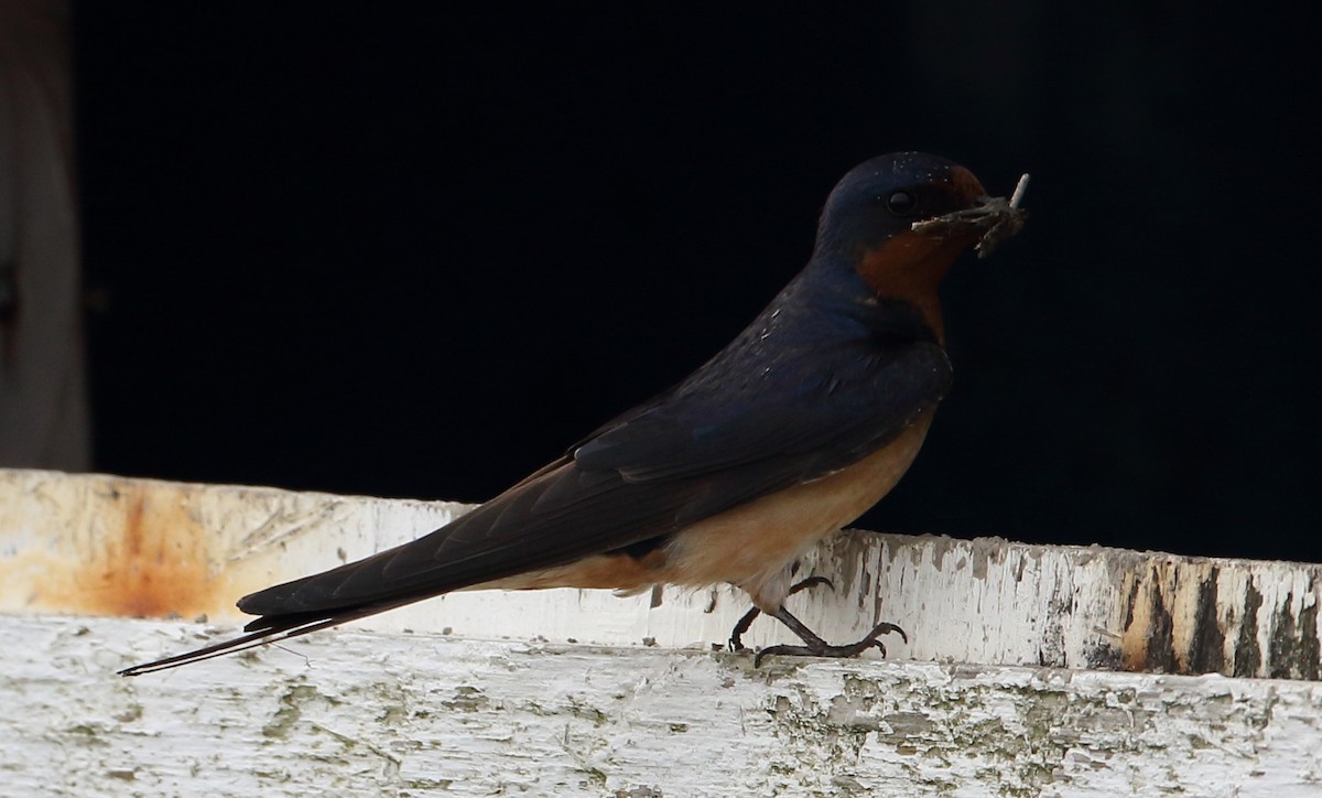 Barn Swallow - ML101927291