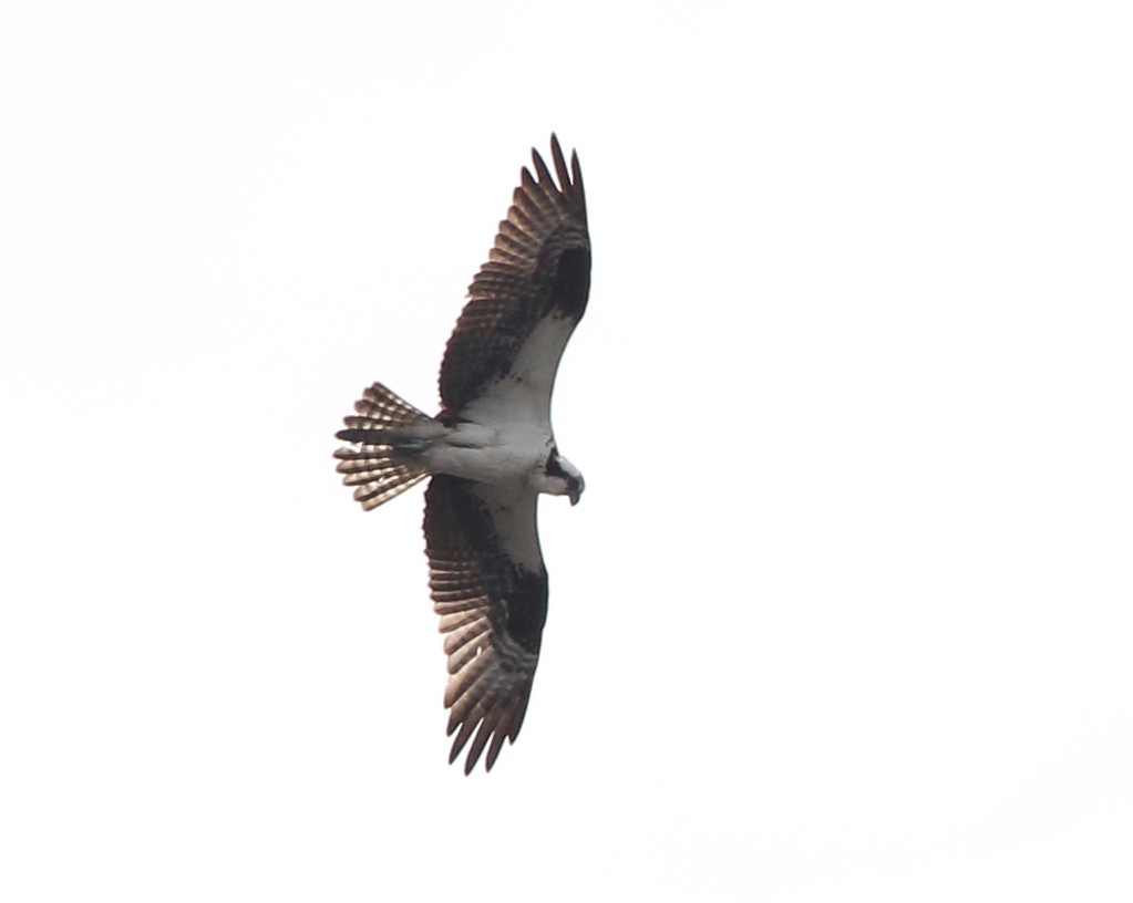 Osprey - ML101927821