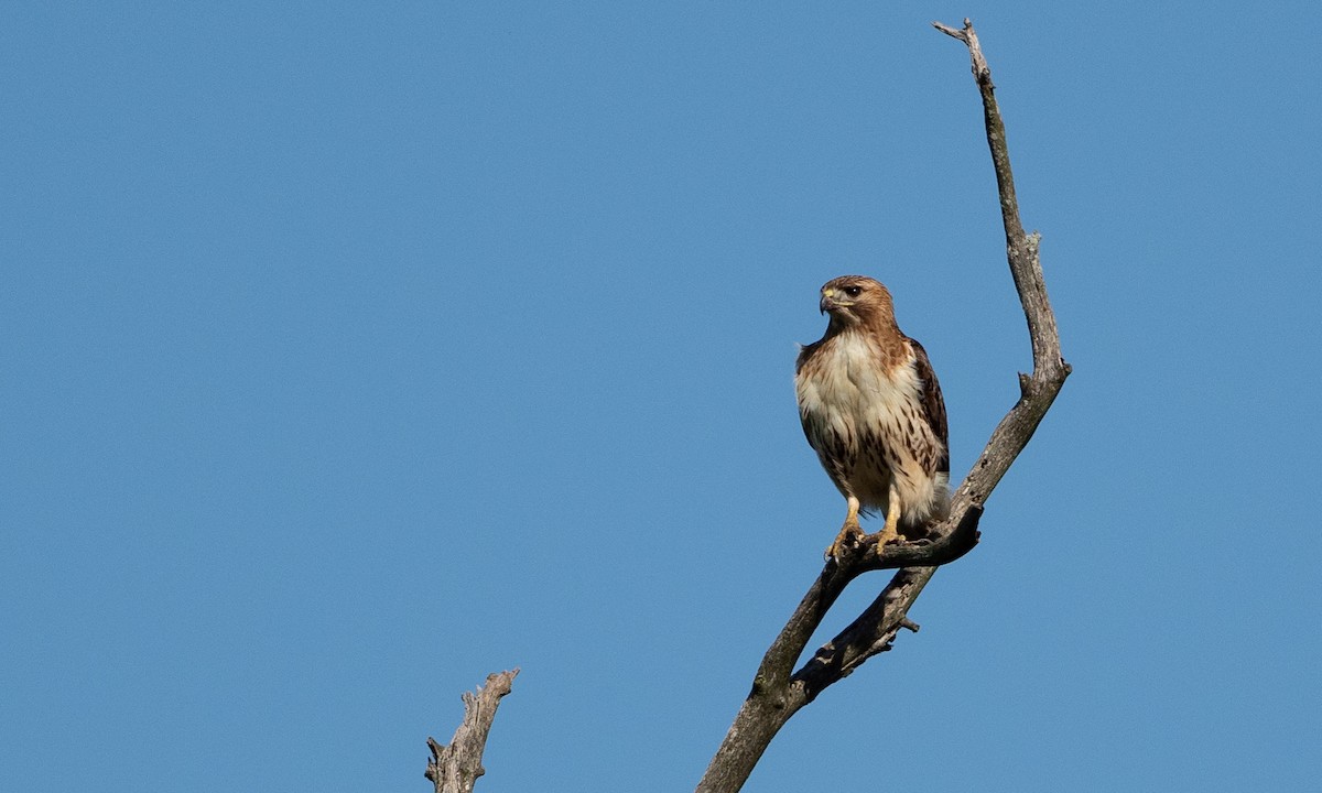 Rotschwanzbussard - ML101928811