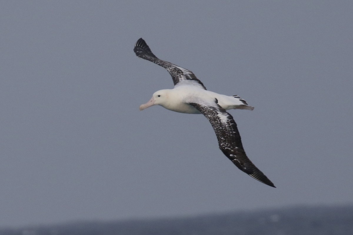 Snowy/Tristan/Antipodean Albatross - ML101928841