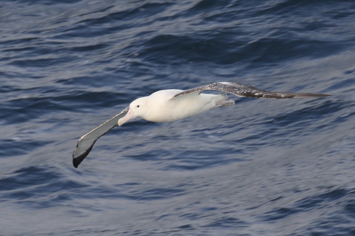 Snowy/Tristan/Antipodean Albatross - ML101928851