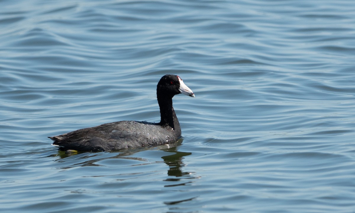 American Coot - ML101928911