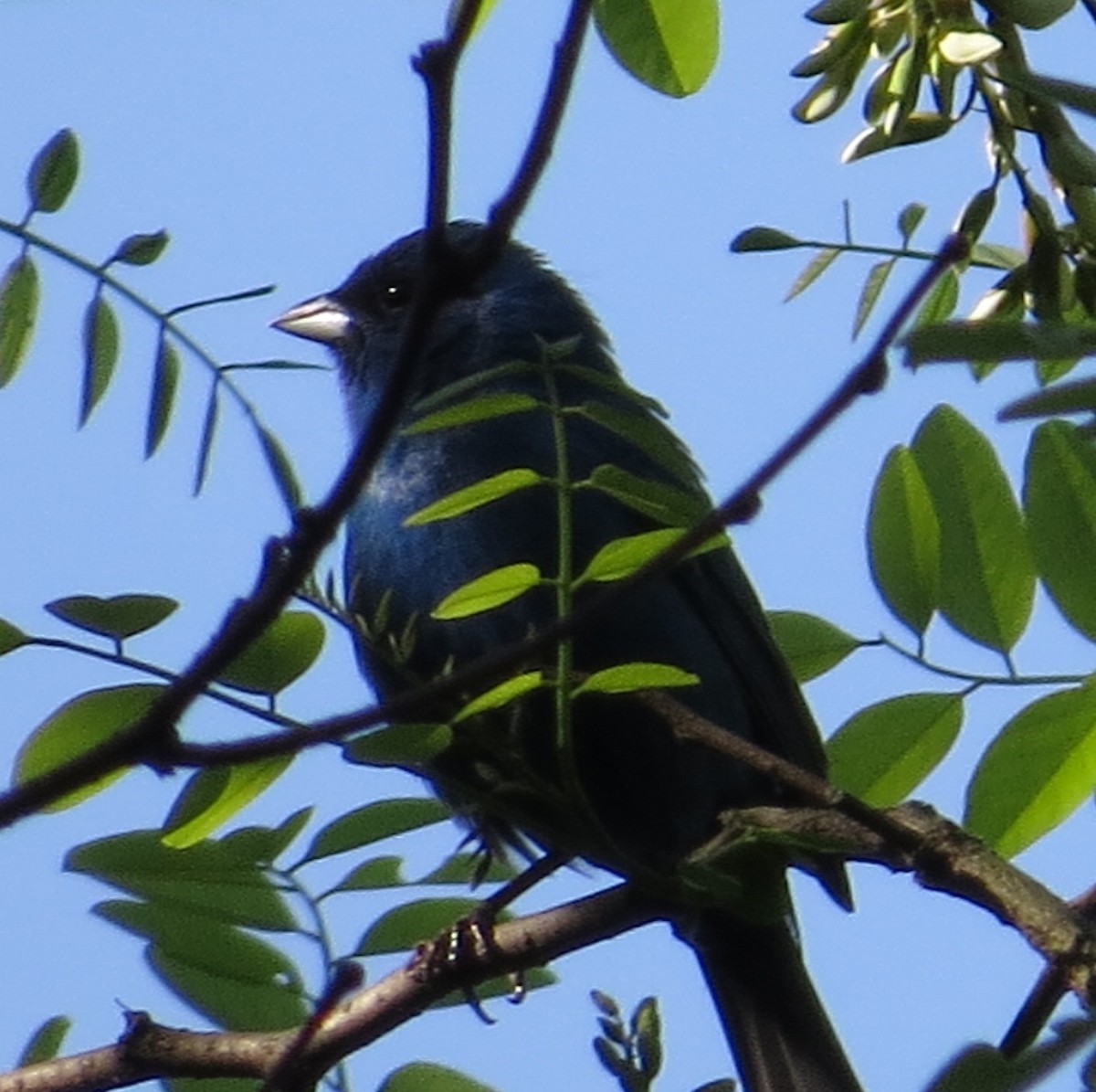 Indigo Bunting - ML101928931