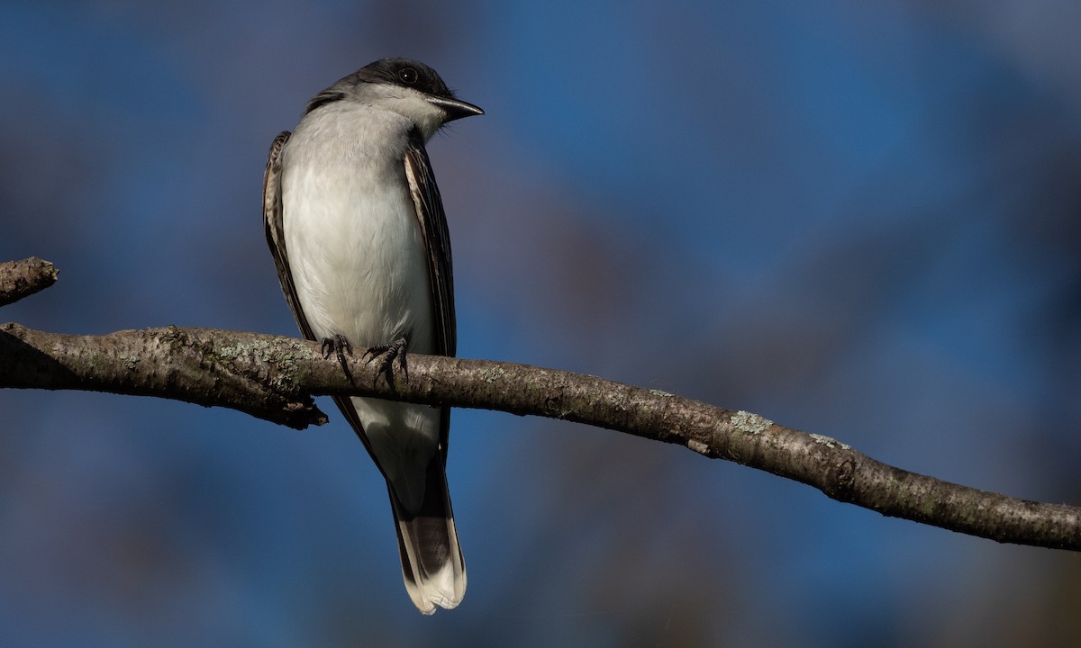 Eastern Kingbird - ML101929681