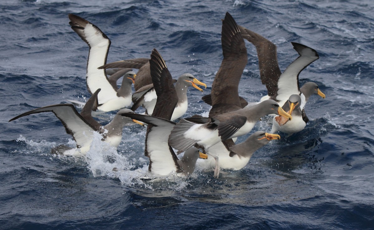Chatham Albatross - ML101929951