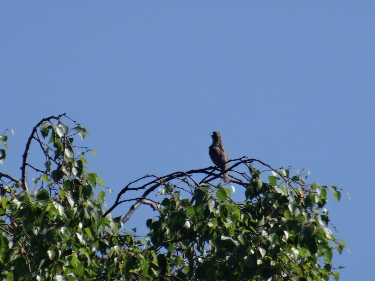 Eurasian Wryneck - ML101929991