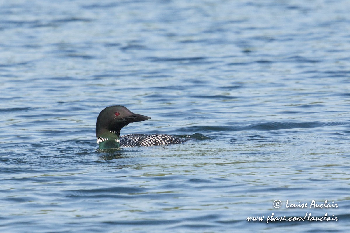 Common Loon - ML101930091