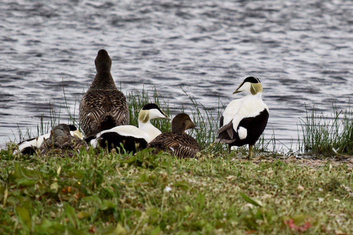 Common Eider - ML101932761