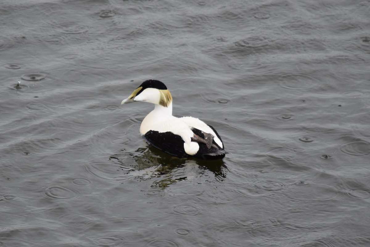 Common Eider - ML101932811