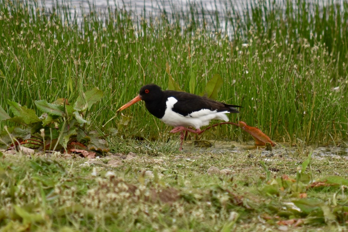 Eurasian Oystercatcher - ML101932861