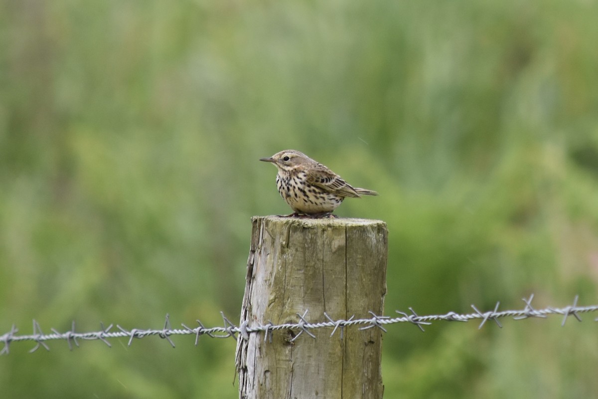 Meadow Pipit - ML101932901
