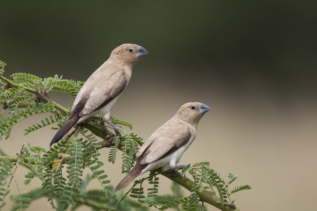 African Silverbill - Etienne Artigau🦩