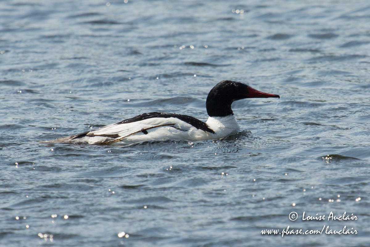 Common Merganser - ML101935311