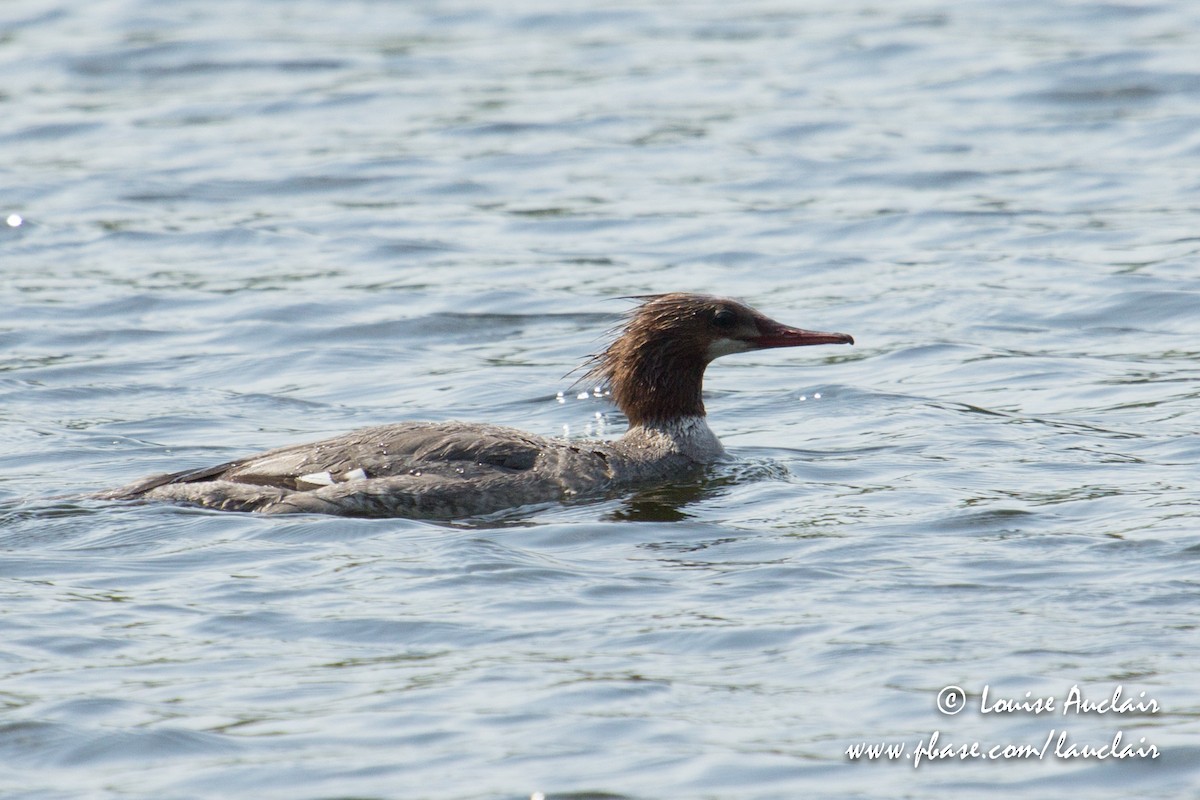 Common Merganser - ML101935321