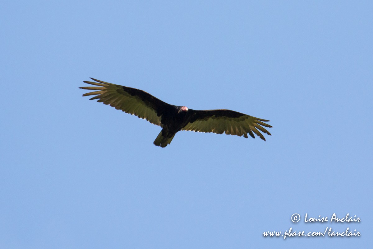 Turkey Vulture - ML101935361