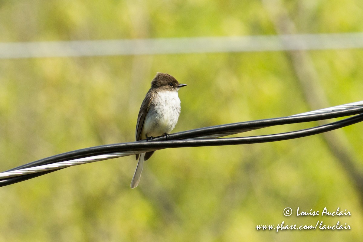 Eastern Phoebe - ML101935411