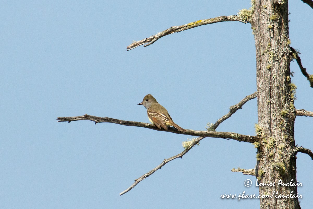 Great Crested Flycatcher - ML101935521