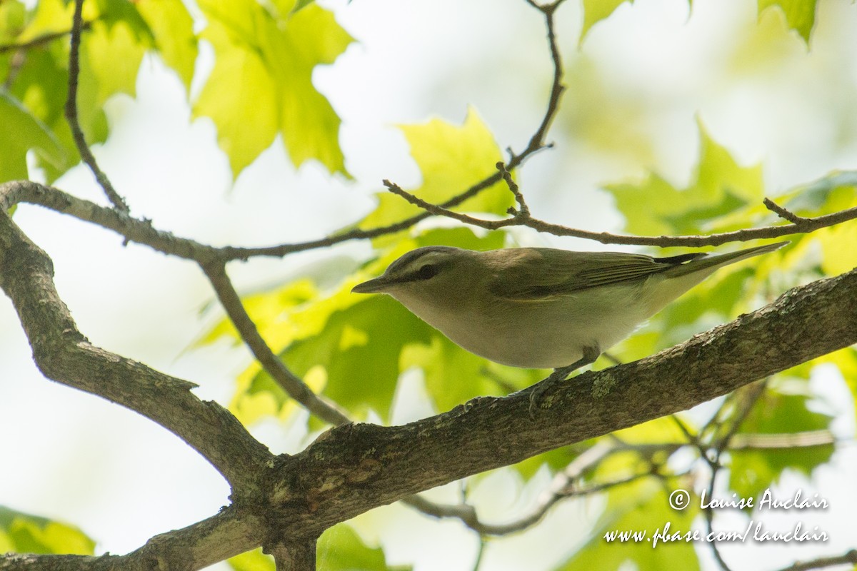 Red-eyed Vireo - Louise Auclair