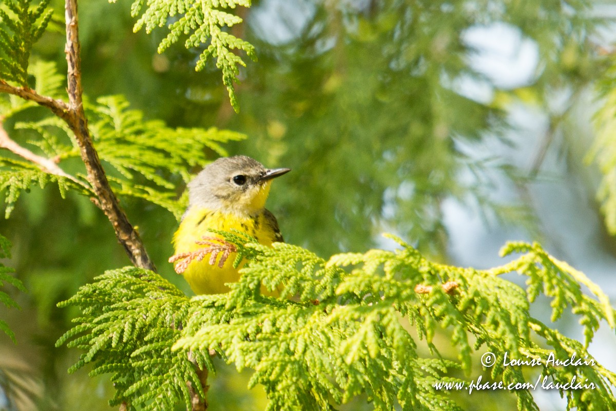 Magnolia Warbler - ML101935661