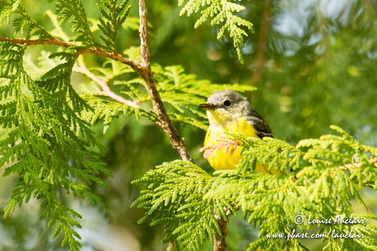 Magnolia Warbler - ML101935671