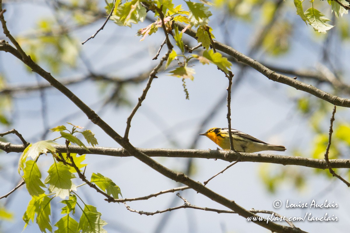 Blackburnian Warbler - ML101935681