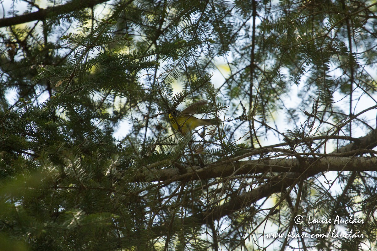 Canada Warbler - ML101935721