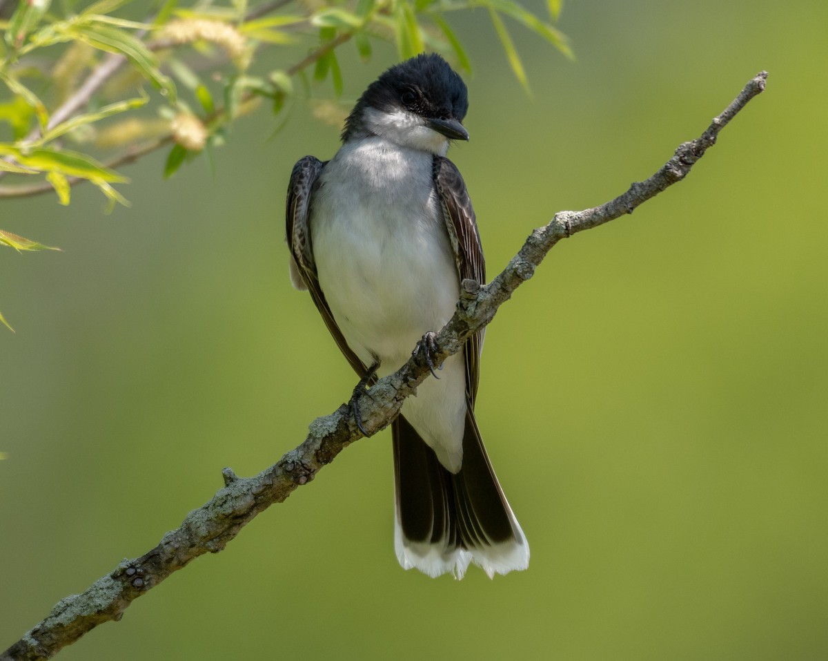 Eastern Kingbird - Andy P