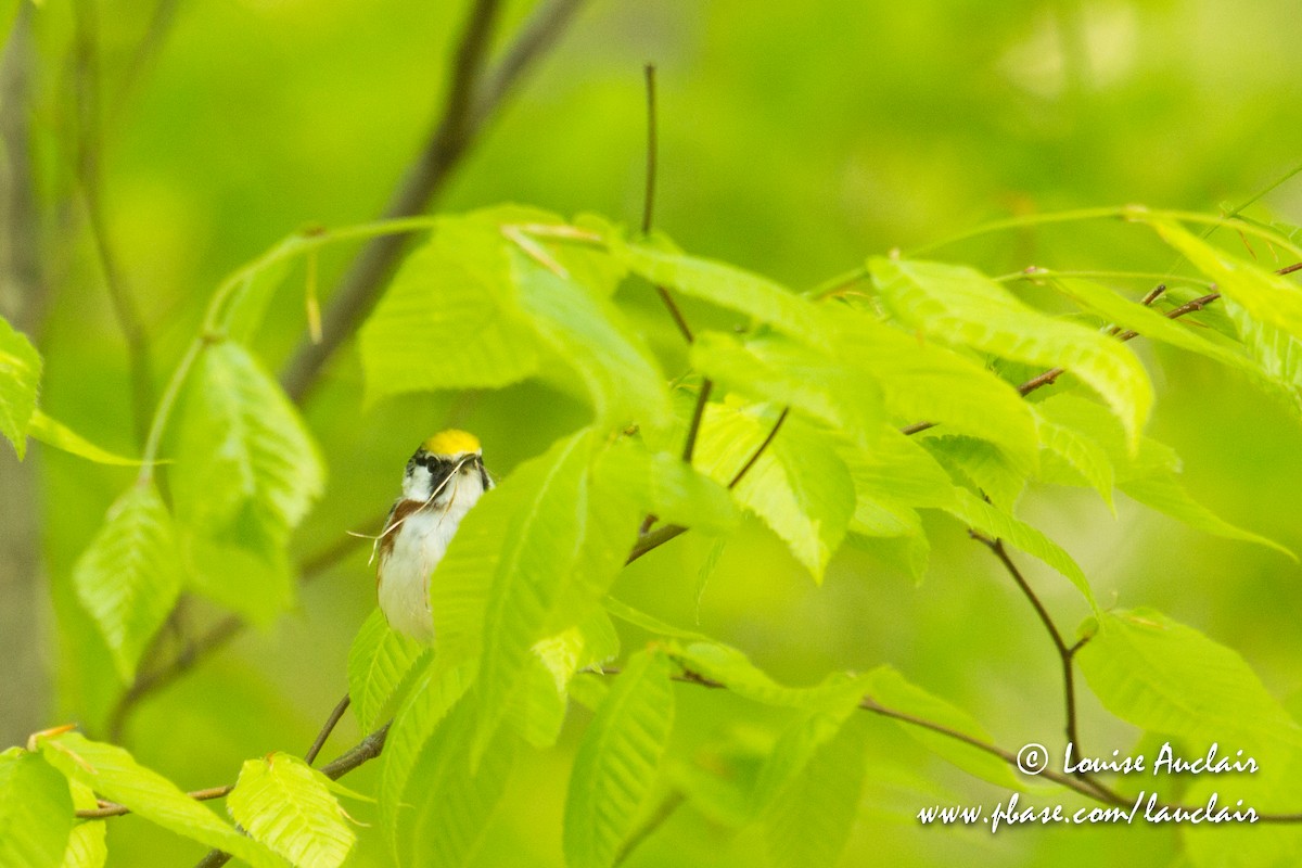 Chestnut-sided Warbler - ML101936401