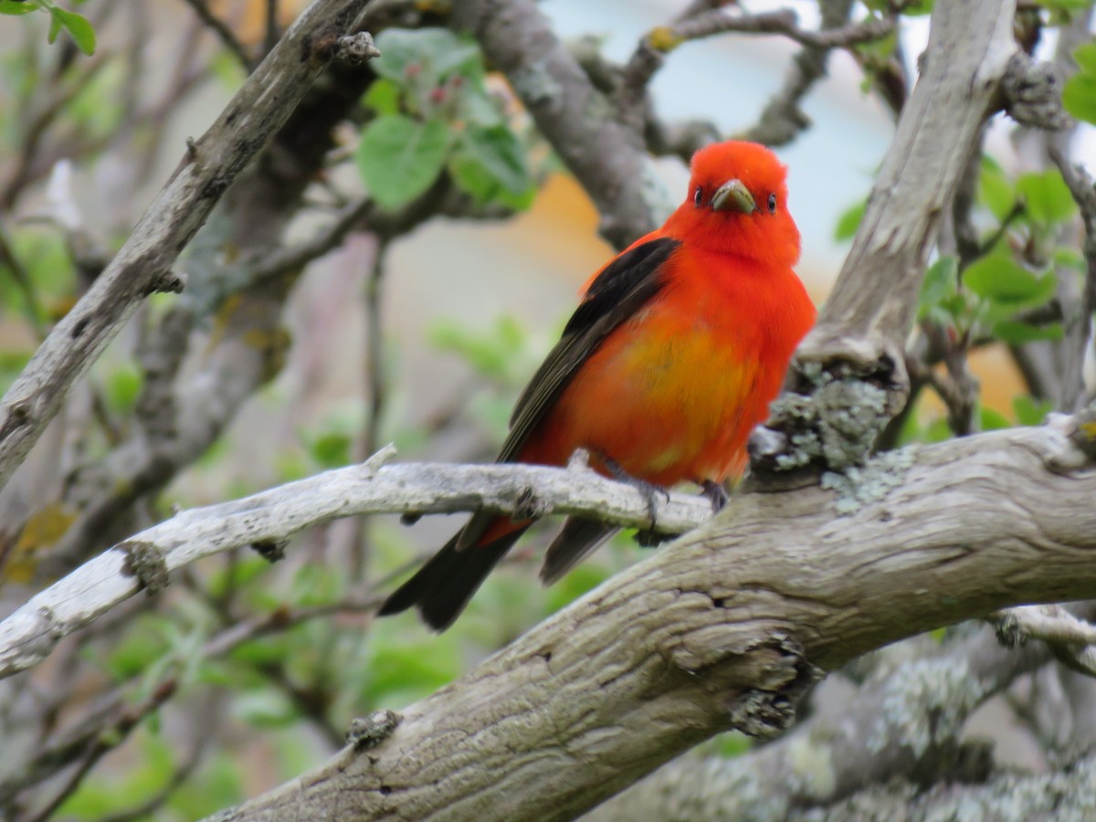 Scarlet Tanager - ML101936411