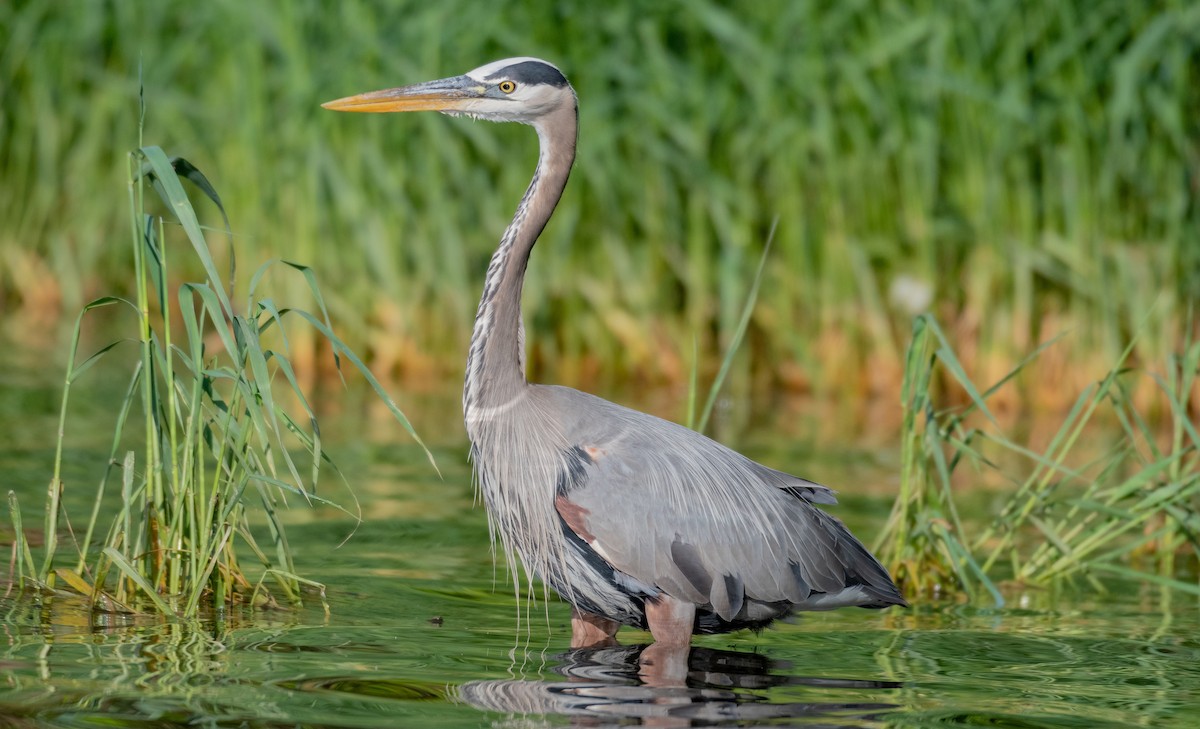 Great Blue Heron - Andy P