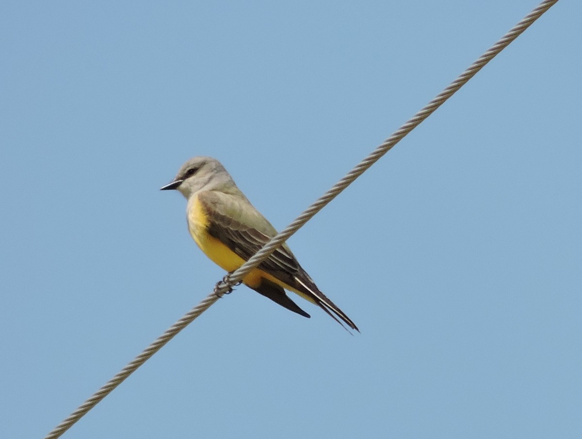 Western Kingbird - ML101940011