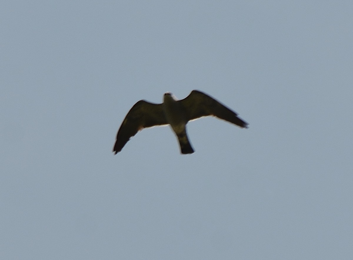 Mississippi Kite - ML101940401