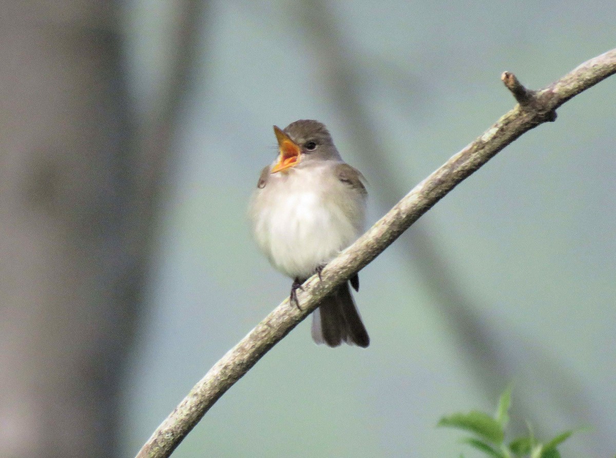 Willow Flycatcher - ML101942031