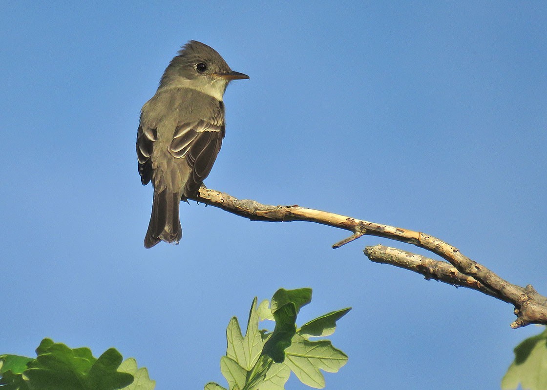 Eastern Wood-Pewee - Thomas Schultz