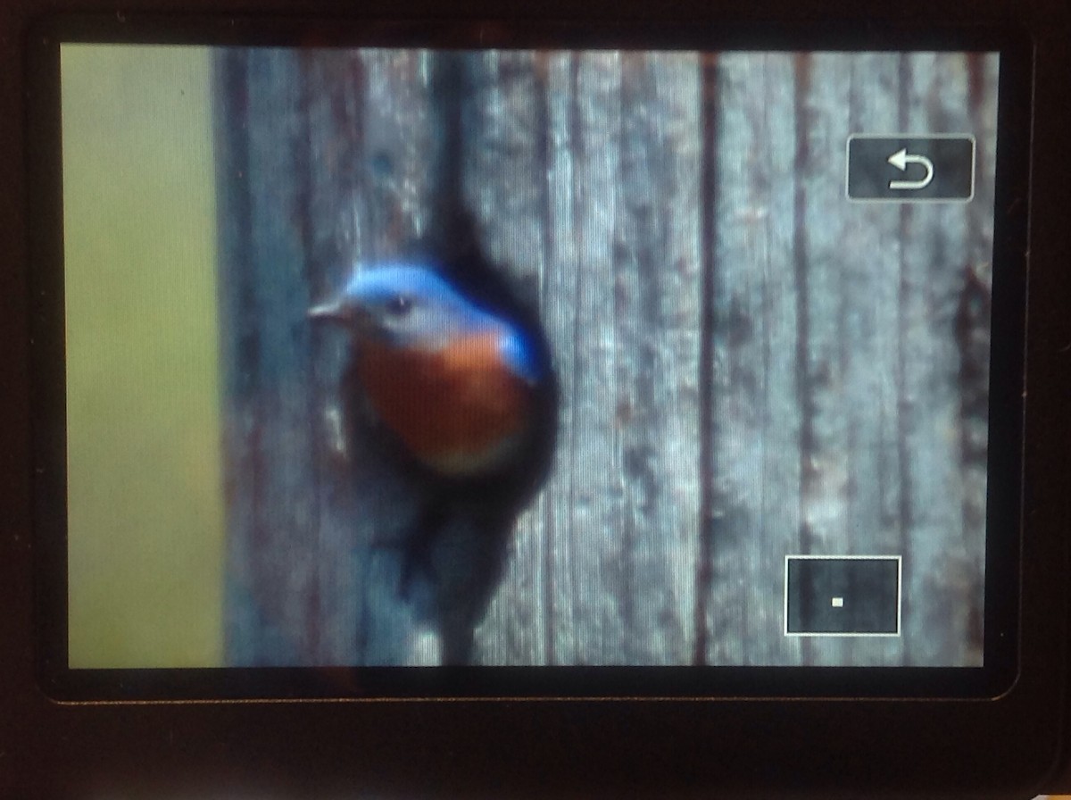 Eastern Bluebird - ML101945601