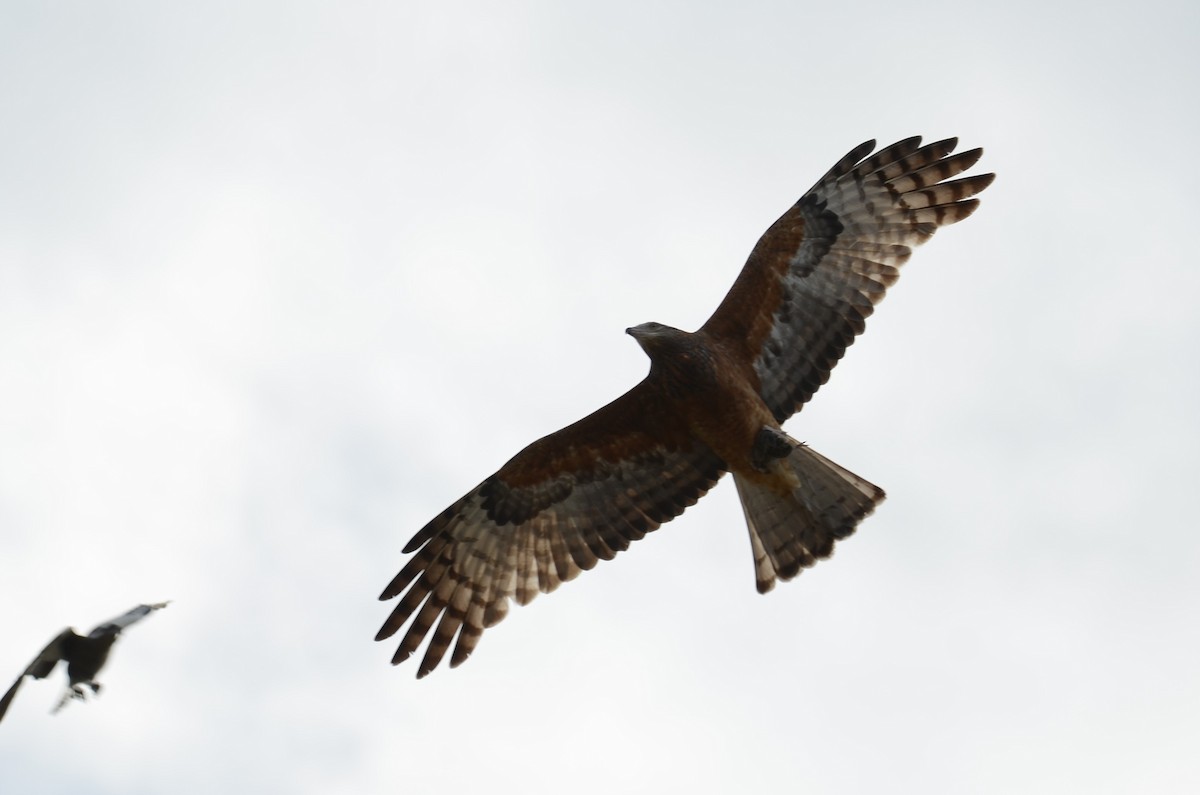 Square-tailed Kite - ML101946451