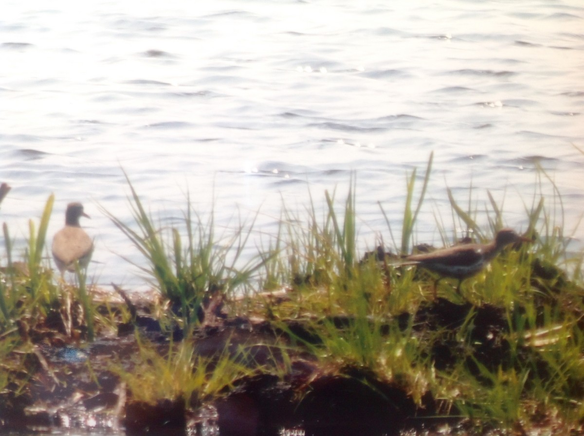 Spotted Sandpiper - ML101946671