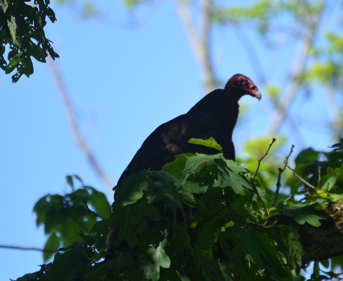 Turkey Vulture - Doug Overacker