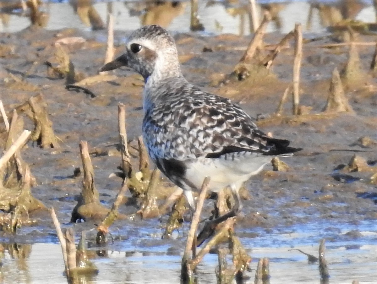 Black-bellied Plover - ML101950361