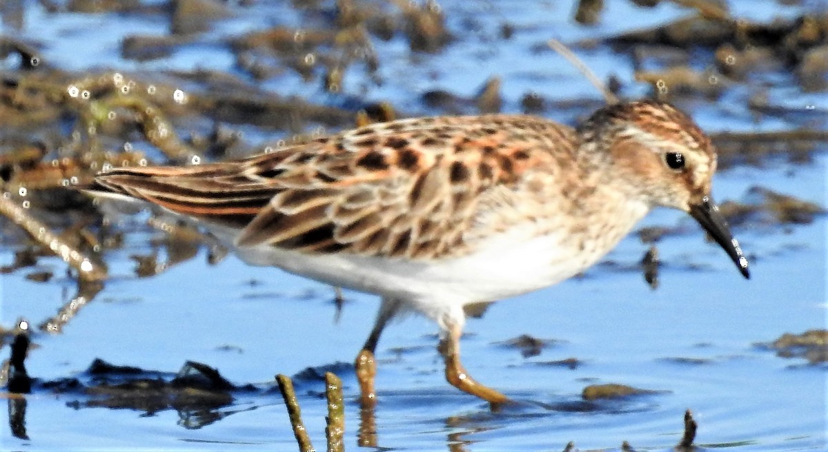 Wiesenstrandläufer - ML101950851