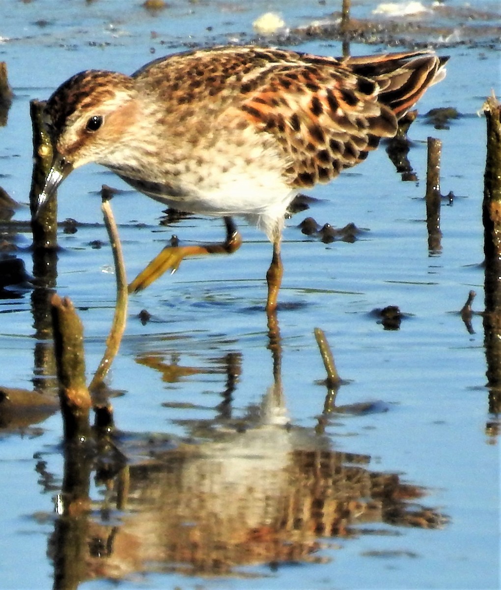 Wiesenstrandläufer - ML101950861