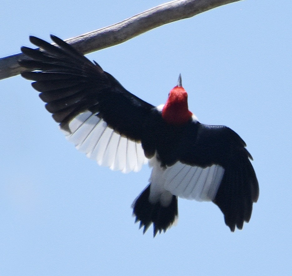 Red-headed Woodpecker - ML101950981