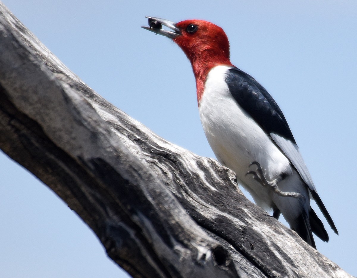 Red-headed Woodpecker - ML101950991