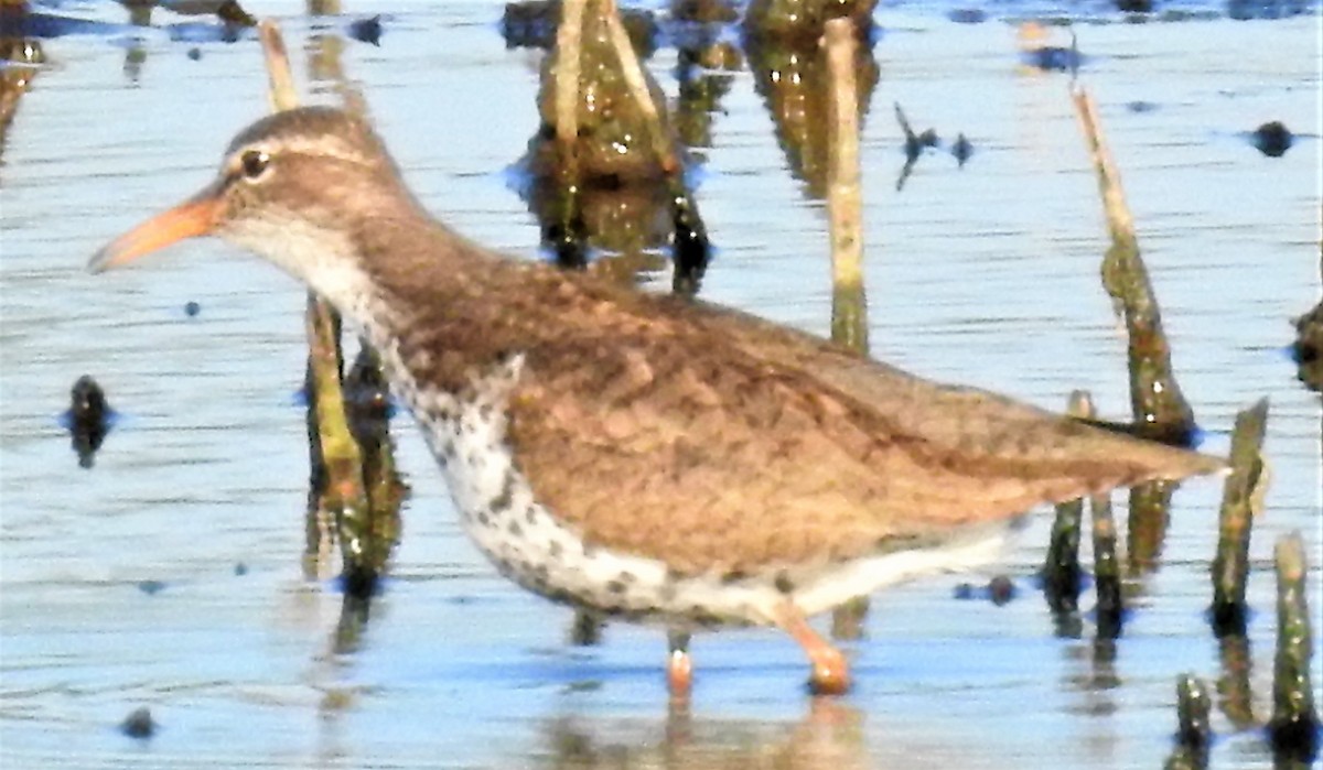 Spotted Sandpiper - ML101951241