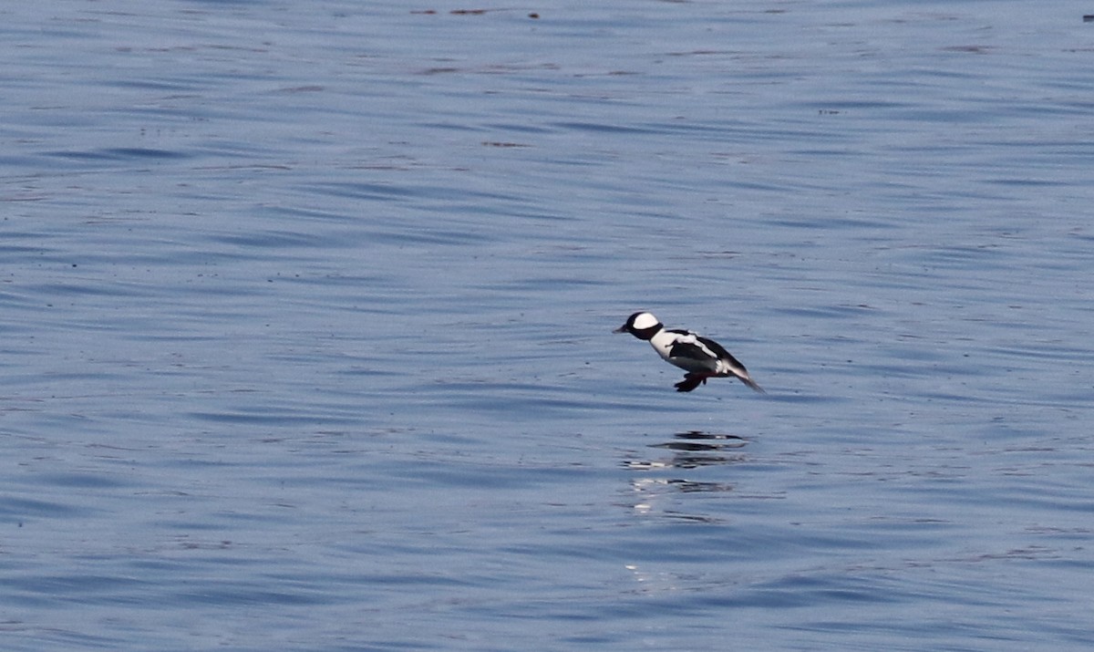 Bufflehead - ML101953551