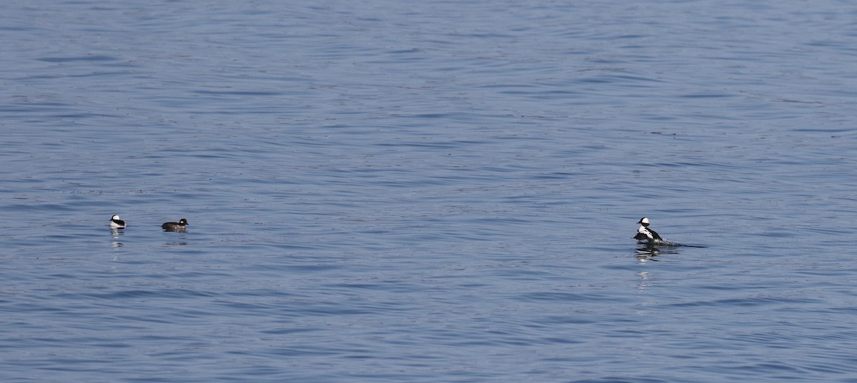 Bufflehead - ML101953571