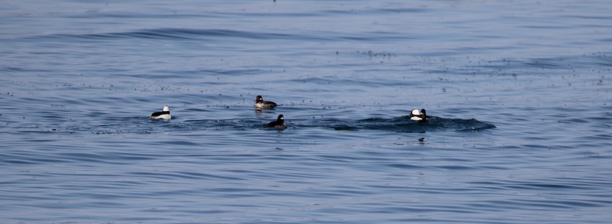 Bufflehead - ML101953591